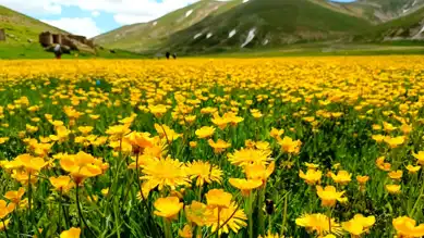Doğa, Ağrıyı Hafifletiyor: Yeni Bir Keşif!